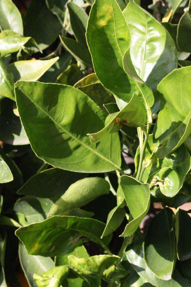            Sun leaves (Riverside, CA)   